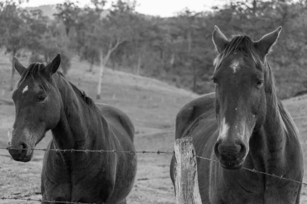 Graustufenaufnahme Zweier Pferde Hinter Einem Stacheldrahtzaun Auf Einem Bauernhof — Stockfoto