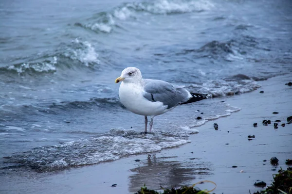 Gros Plan Une Mouette — Photo