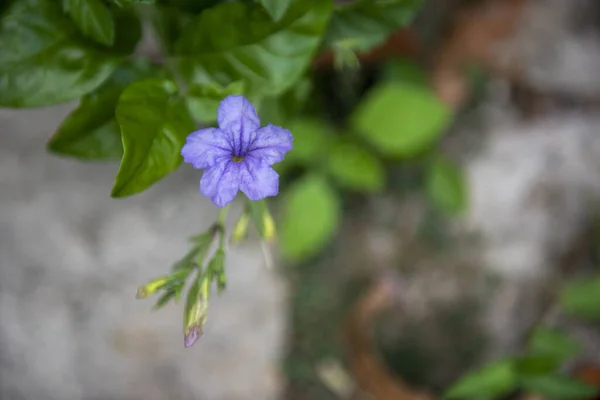 Een Selectieve Focus Shot Van Bloeiende Ruellia Bloemen — Stockfoto