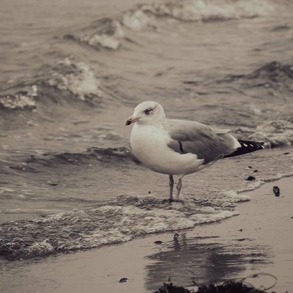 Closeup Shot Seagull — Stock Photo, Image