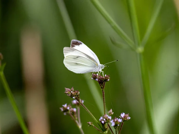 Delikatna Kapusta Biały Motyl Rozmytym Zielonym Tle Słonecznym Egzotycznym Lesie — Zdjęcie stockowe