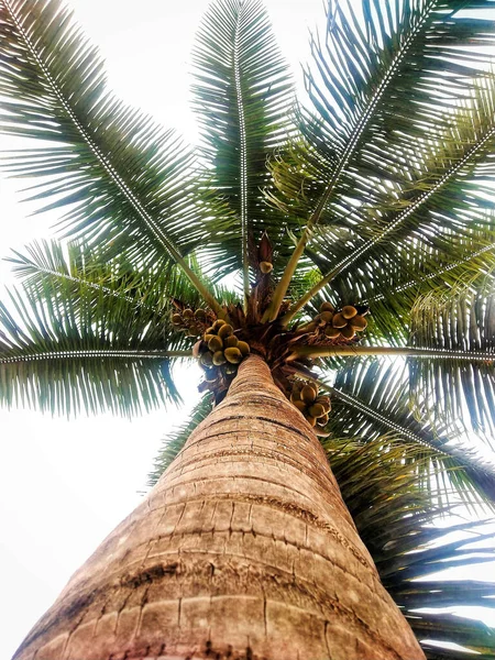 Low Angle Shot Coconut Palm Tree Sky Background — Stock Photo, Image