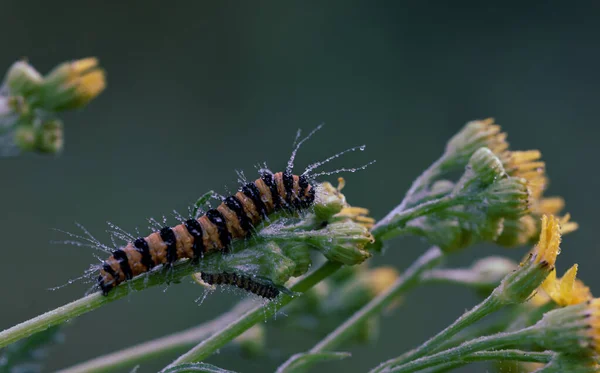 Nahaufnahme Einer Zotteligen Raupe Auf Einer Wildblume — Stockfoto