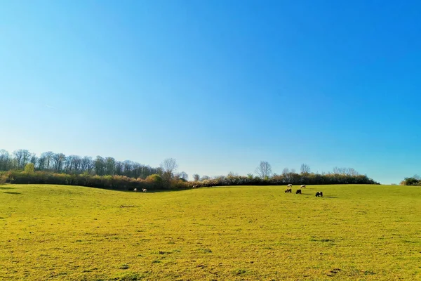 Beautiful Vibrant Green Field Clear Blue Sky Warm Day Cows — Stock Photo, Image