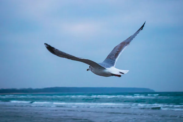 Gros Plan Une Mouette — Photo