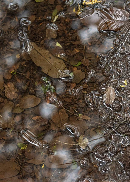 雨の後に水で覆われた地面に落ちた葉の垂直ショット — ストック写真