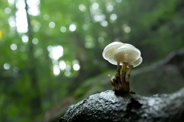 Een Selectie Van Porselein Schimmel Paddestoel Het Bos — Stockfoto