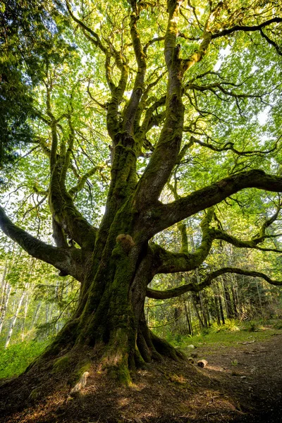 Tiro Vertical Uma Árvore Bonita Grande Bordo Folha Floresta Dia — Fotografia de Stock