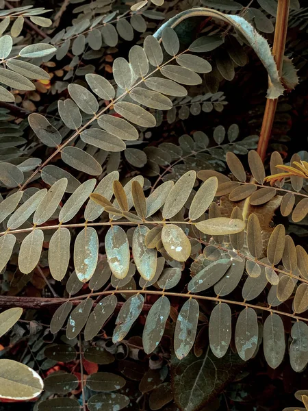 Vertical Shot Indigo Plant — Stock Photo, Image