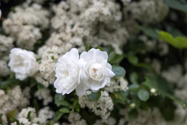 Eine Selektive Fokusaufnahme Blühender Weißer Rosen Garten — Stockfoto