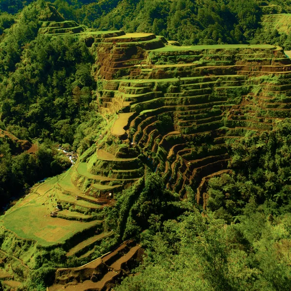 Plano Vertical Las Pintorescas Terrazas Arroz Banaue Filipinas —  Fotos de Stock