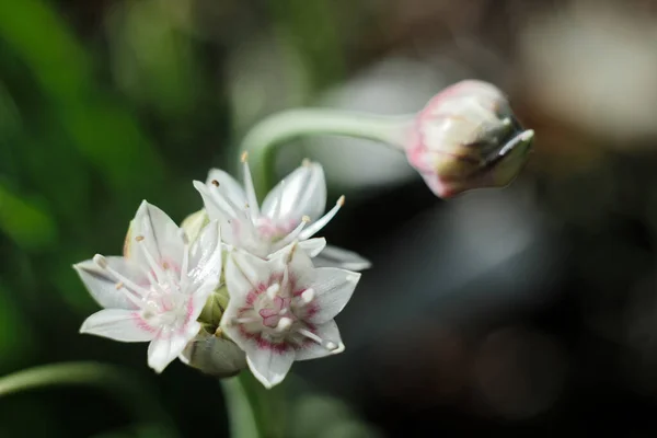 Gyönyörű Fehér Allium Virágok Közelsége Kertben — Stock Fotó