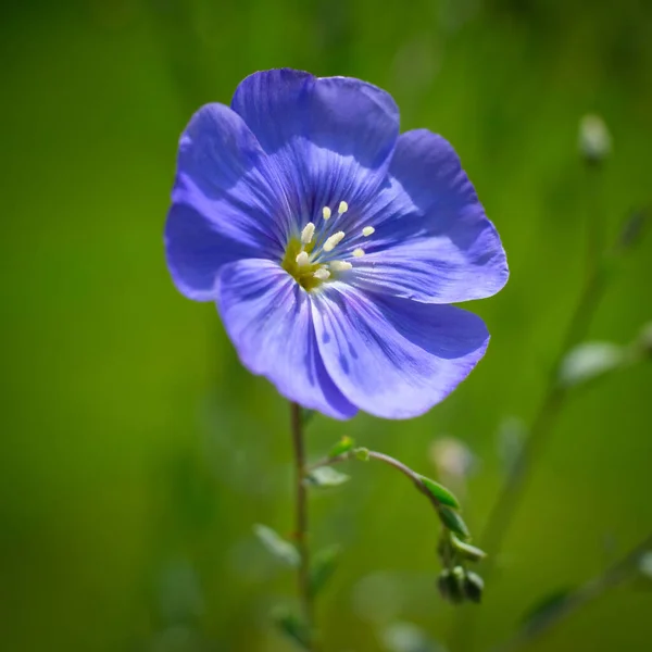 Yeşil Bulanık Arkaplanı Olan Mavi Bir Dayflower Seçici Odağı — Stok fotoğraf
