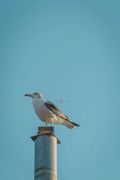 金属の柱の上に突き出た鳩のクローズアップ — ストック写真