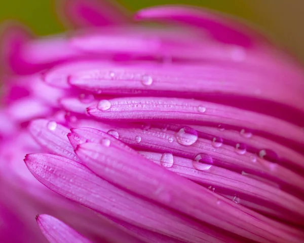 Een Close Shot Van Een Roze Bloem Met Waterdruppels — Stockfoto