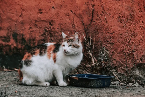 Gato Blanco Sobre Fondo Pared Marrón — Foto de Stock