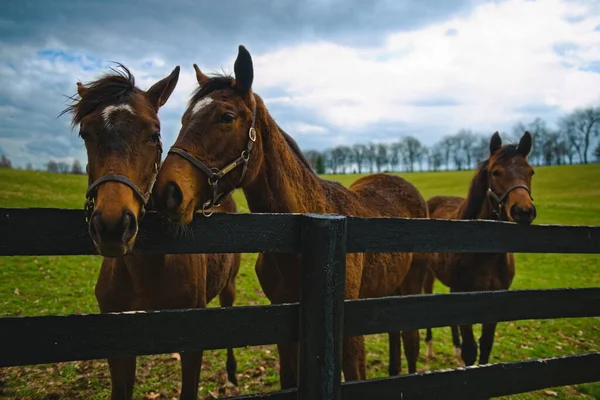 由三匹棕色的马组成的特写镜头 在乡间一个被木制栅栏环绕的牧场里 — 图库照片
