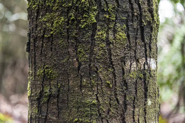 Een Close Shot Van Een Boom Dop Bedekt Met Mos — Stockfoto