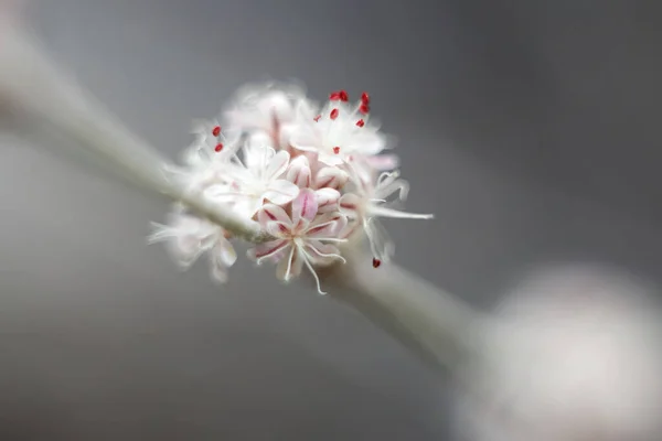 Schöne Kleine Zartrosa Blüten Auf Einem Zweig — Stockfoto