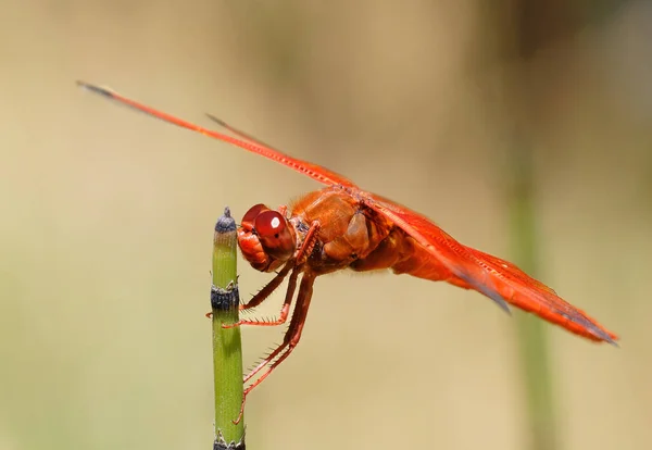Beautiful Shot Orange Dragonfly Twig — Stock Photo, Image