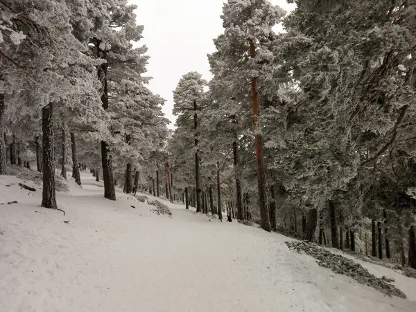 冬天的松林雪地 — 图库照片