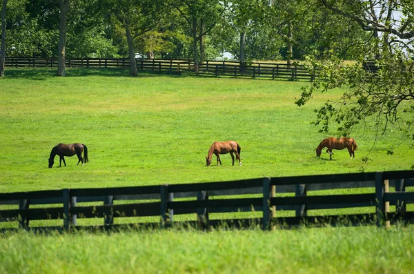 Una Mandria Cavalli Pascolo Ranch Coperto Verde Circondato Recinti Legno — Foto Stock