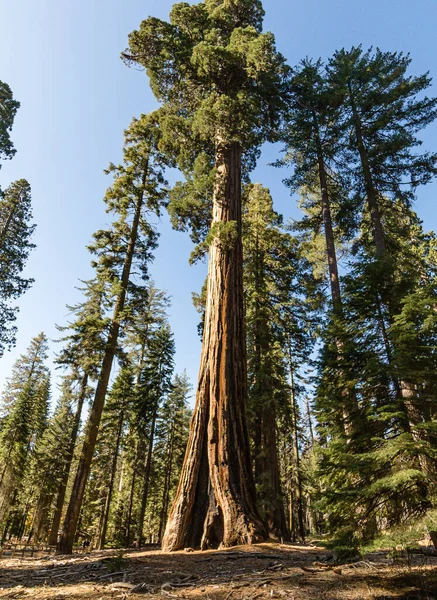 Plano Vertical Árboles Altos Parque Nacional Sequoia Eua —  Fotos de Stock