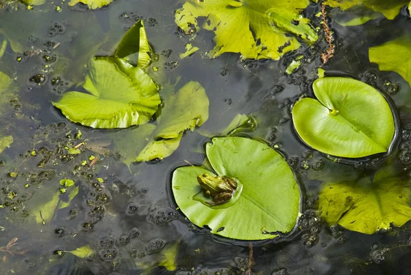 池のユリの緑の葉の上に小さな緑のカエル — ストック写真