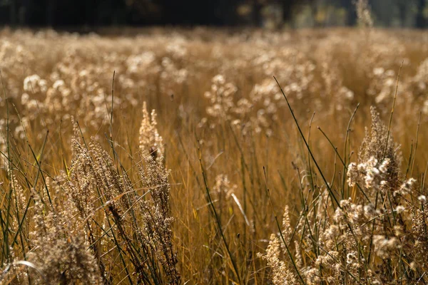 Een Droog Geel Veld Met Pluizige Planten Yosemite Park Ere — Stockfoto