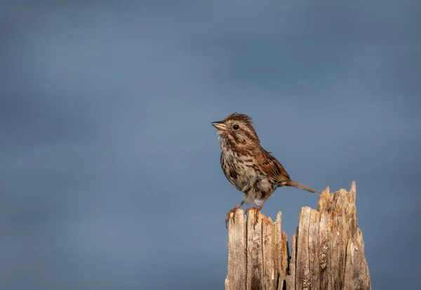 Lark Perched Wood Isolated Blue Background — Stock Photo, Image