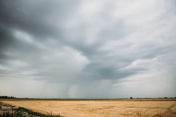 Plano Panorámico Plantación Trigo Sobre Fondo Sombrío Del Cielo — Foto de Stock