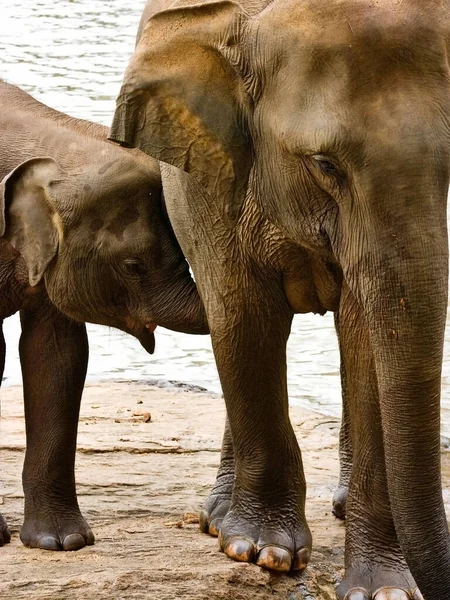 Disparo Vertical Adorable Elefante Bebé Con Madre Pie Junto Agua —  Fotos de Stock