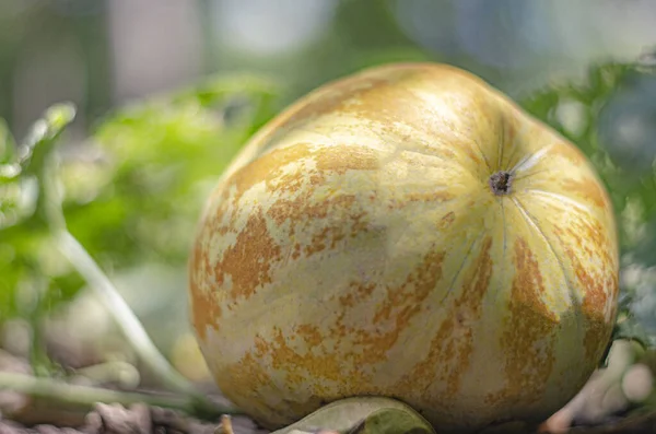 Closeup Shot Yellow Melon Growing Garden — Stock Photo, Image