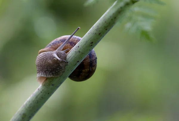 一只池塘蜗牛在草场草叶上爬行的特写镜头 — 图库照片
