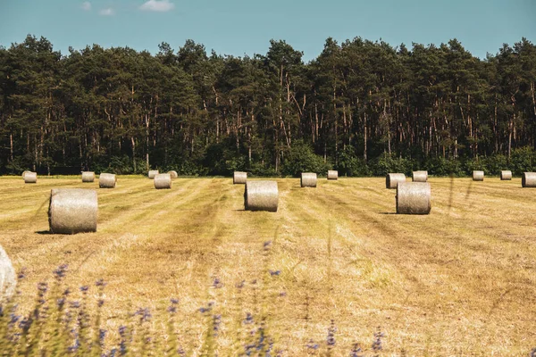 Gyönyörű Kilátás Vidéki Mezőre Szénakazalokkal — Stock Fotó