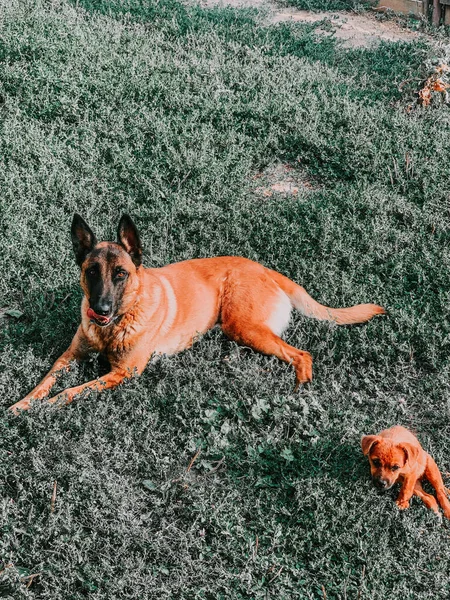 Ein Belgischer Schäferhund Mit Welpe Liegt Auf Grünem Gras — Stockfoto