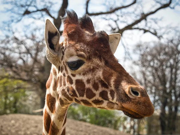 Gros Plan Une Girafe Concentration Superficielle — Photo