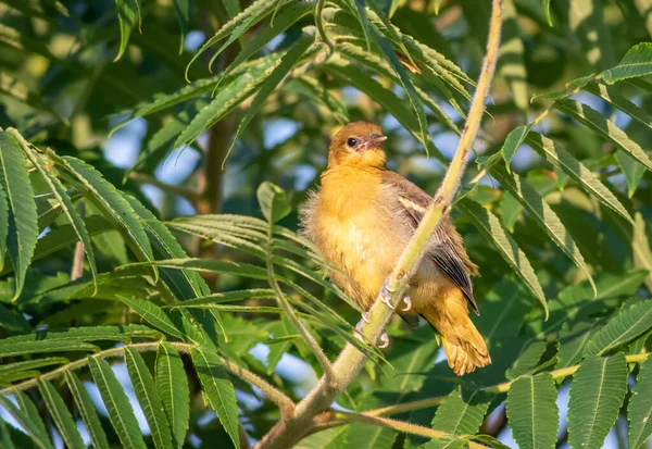 Närbild Liten Fågel Med Uppblåsta Fjädrar Gren — Stockfoto