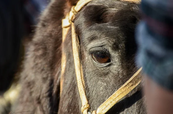 Конский Портрет Шоу Лошадей Окраине Хуана Лаказе Колония Уругвай — стоковое фото
