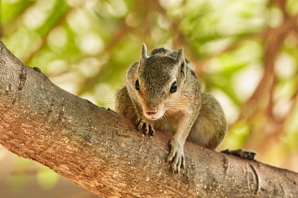 Closeup Cliff Chipmunk Tree Sunlight Blurry Background — Stock Photo, Image