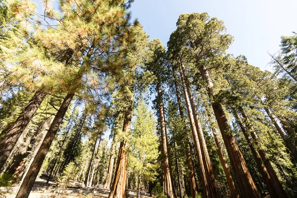 Снимок Высоких Деревьев Низким Углом Фоне Голубого Неба Национальном Парке — стоковое фото