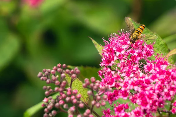 Tiro Close Uma Abelha Uma Flor — Fotografia de Stock