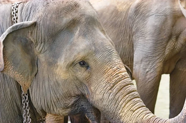 Крупним Планом Знімок Чарівних Слонів Залізним Ланцюгом Шиї — стокове фото
