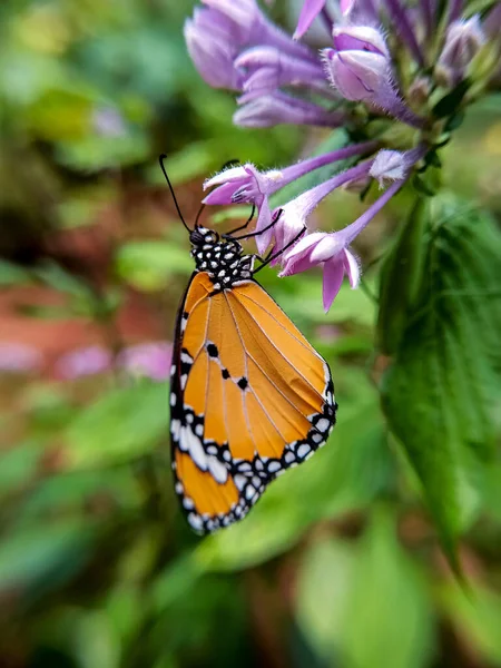 Tiro Vertical Uma Borboleta Monarca Uma Alfafa — Fotografia de Stock