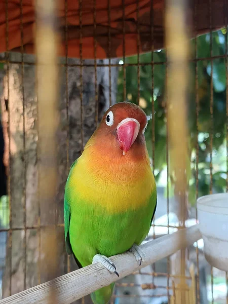 Colorful Parrot Perching Wooden Stick Cage — Stock Photo, Image