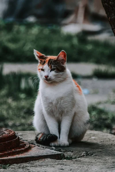 Svislý Záběr Bílé Kočky Venku — Stock fotografie