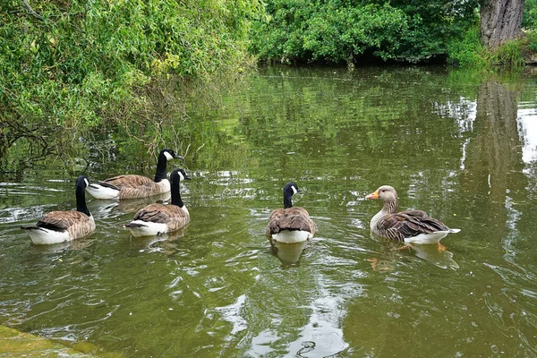 Primer Plano Lindos Patos Nadando Lago Bosque —  Fotos de Stock