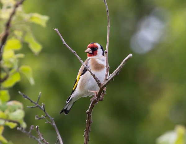 Close Pássaro Pintado Europeu Goldfinch Galho Parque Com Fundo Borrado — Fotografia de Stock