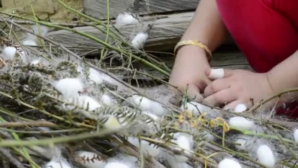 Close View Child Collecting Silkworm Cocoons — Video