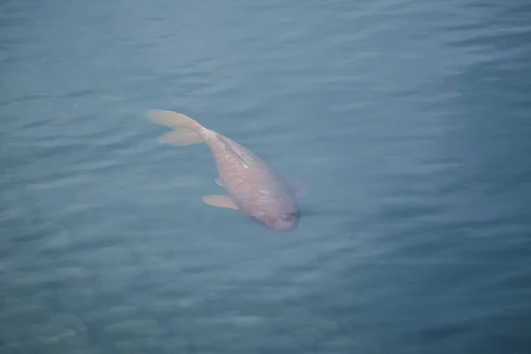 Gros Plan Poisson Koï Nageant Dans Lac Lumière Jour — Photo